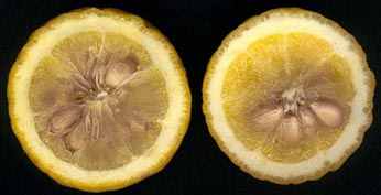 cross section of Poncirus fruit